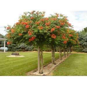 Trúbkovec koreňujúci (Campsis radicans) ´INDIAN SUMMER´ - výška 120-150 cm, kont. C15L - NA KMIENKU